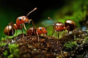 Ants on a Log