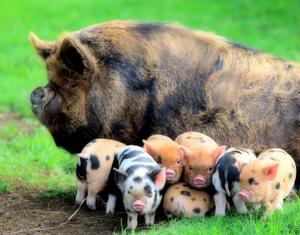 Pigs in a Blanket (3 Mini)